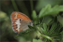 <p>OKÁČ STRDIVKOVÝ (Coenonympha arcania) jižní Morava ---- /Pearly heath butterfly - Weißbindiges Wiesenvögelchen/</p>